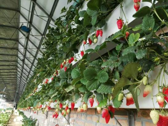 草莓怎么立体栽培？立体种植草莓技术介绍